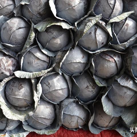 山东菜花最新行情分析