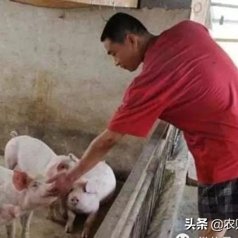 辉县最新猪价行情分析