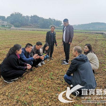 高县最新资讯报道