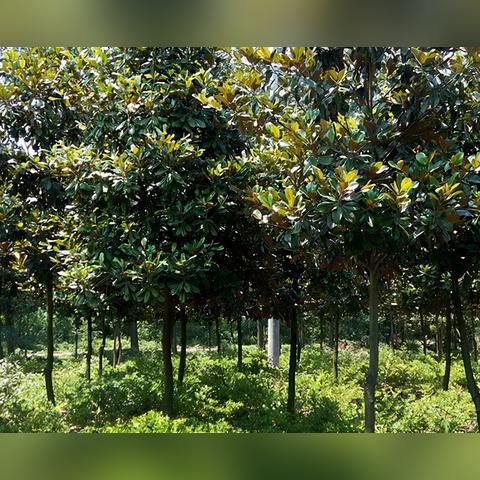 花木市场最新行情概览与价格分析