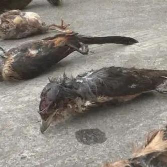 最新捕竹鸡设备，技术革新，效率飙升