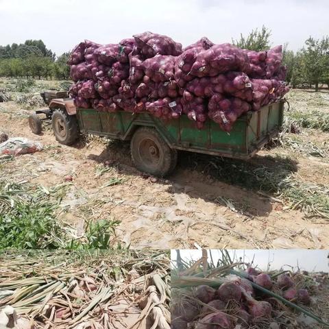 最新洋葱价格通许市场走势及影响因素解析