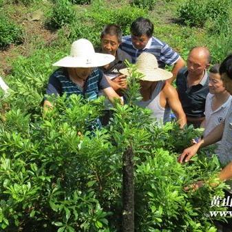 祁门县最新新闻报道动态