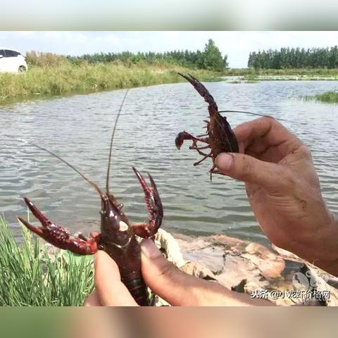 最新龙虾数据分析报告发布