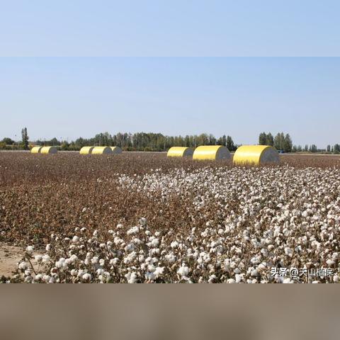 全国棉籽行情最新分析