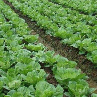 最新白菜种植指南，白菜种植技术全解析