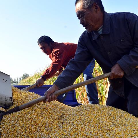 豆帕价格最新走势分析