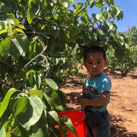 山杏核最新价格走势分析