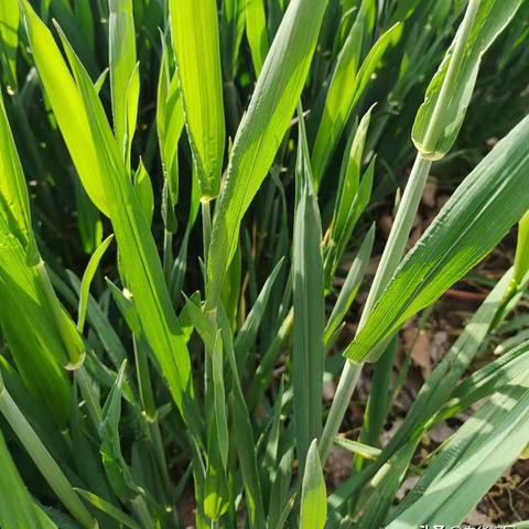 阜阳小麦行情最新分析