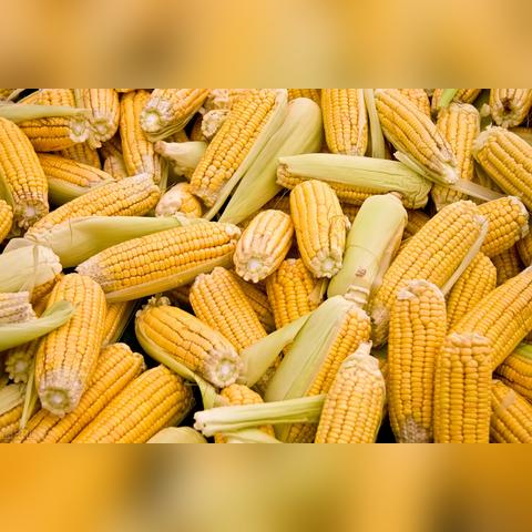 最新的：2025今晚开准确的生肖—转基因松绑和非转溢价