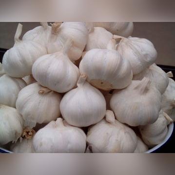 大蒜价格行情深度解析——大蒜110网最新报告