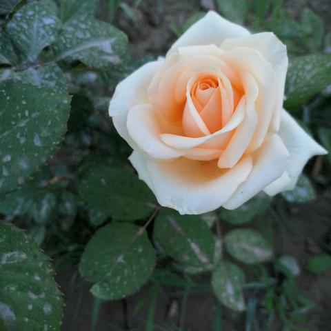 陨落星辰最新力作揭秘，数据背后的真相探索