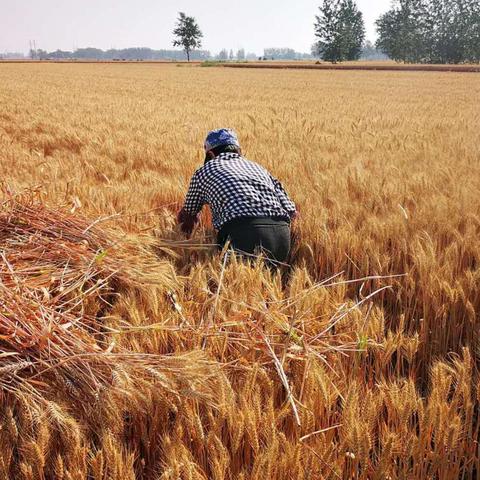 AI预测：：2025精准正版免费资料—耕地红线和土地流转