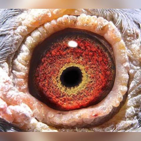 赛鸽育种揭秘，最新视频讲座分享奥秘与未来趋势