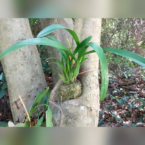 官方观点：澳门今晚开特马四不像图—种子战争和本土保育