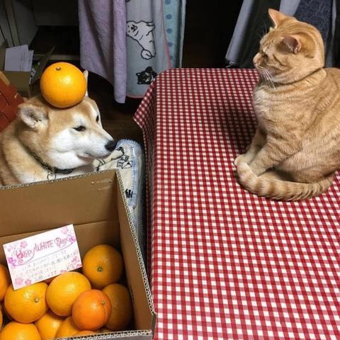 最新爆笑笑话集锦，笑到肚子疼不止！