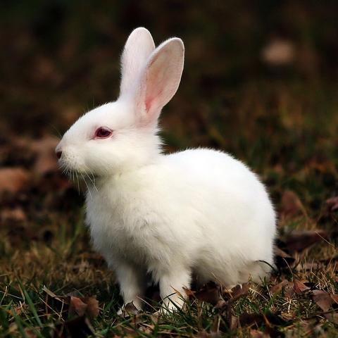 歪兔软件下载地址及安装教程详解