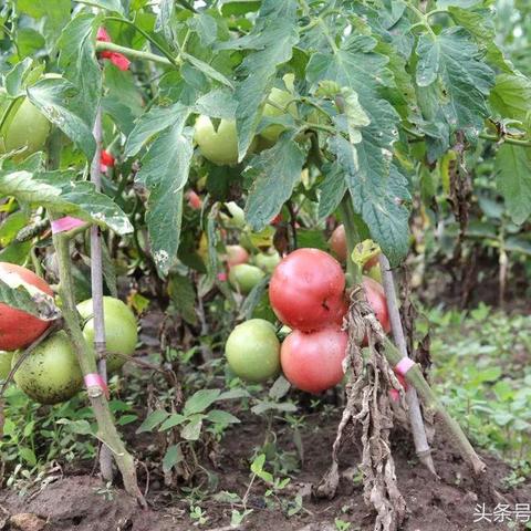 山西西红柿价格走势分析