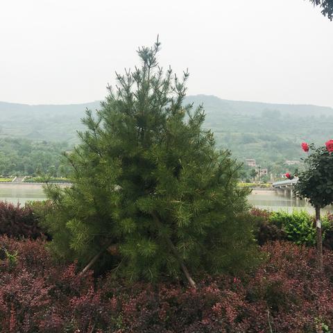 陕西苗木最新求购信息全解析