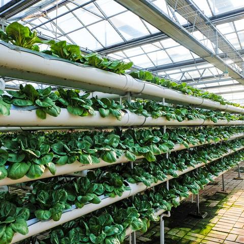 最新蔬菜品种引领农业创新，注入健康新活力