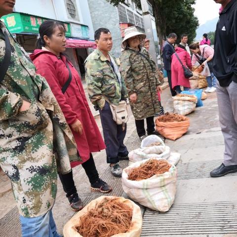 文山鲜三七价格走势分析