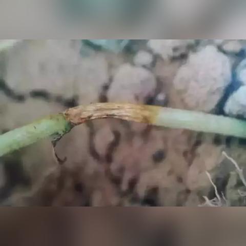 杜邦最新杀菌剂，农业新时代的保护利器