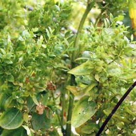 枣疯病最新治疗技术与方法