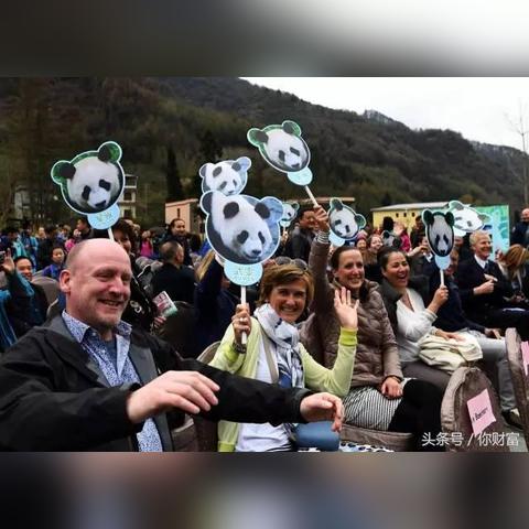 荷兰熊猫最新动态报道