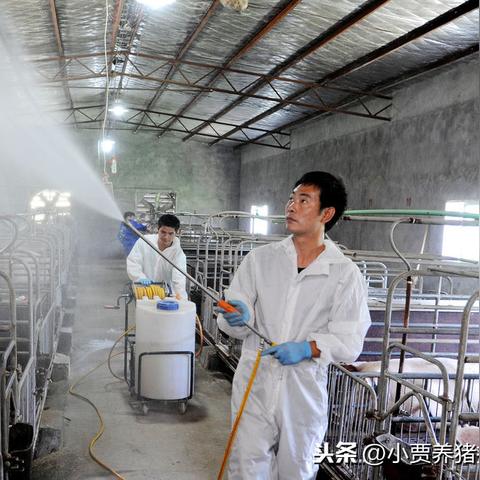 最新育肥猪舍设计，养殖效率与动物福利的优化结合