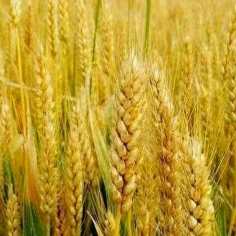 淡水鱼价格最新走势分析