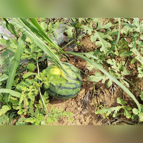 广西西瓜价格走势分析