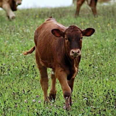 最新肉牛出栏价格走势分析