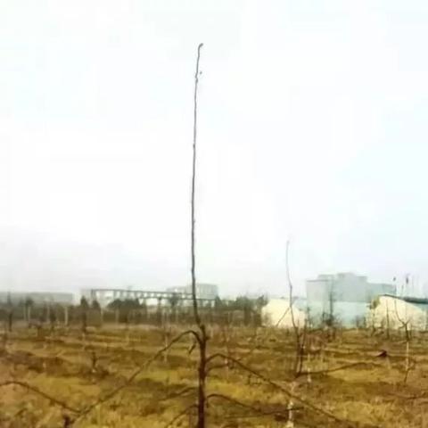 苹果树新树形优势解析与探讨