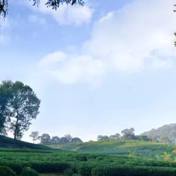 迷雾中的真相，恐怖都市最新章节揭秘