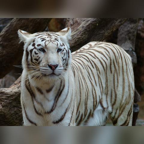 揭秘老虎吃人视频，探寻动物行为真相