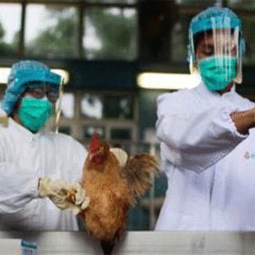 国内禽流感疫情实时更新