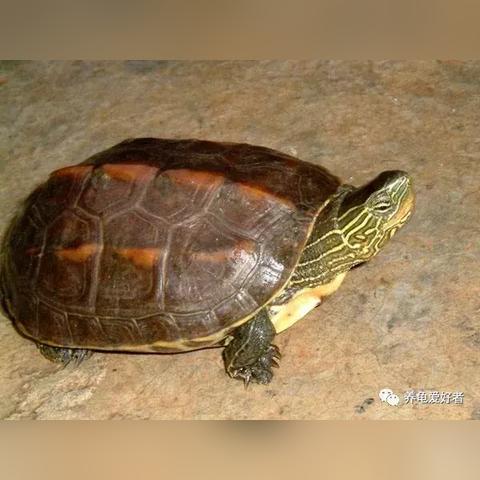 XXXX年石龟价格表及分析预测报告最新发布