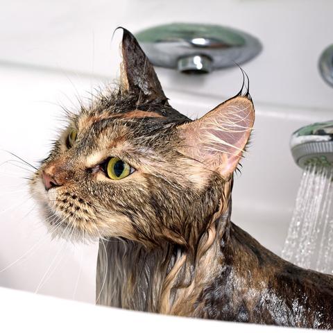 猫咪软件官网最新版，一站式猫咪养护全解决方案