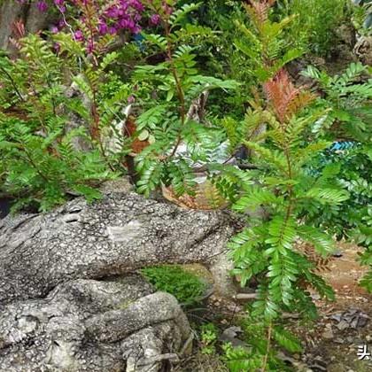 最新安全祛斑法，科技与美容的完美结合之道