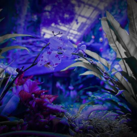 欢乐大星球最新下载，宇宙探索新旅程开启