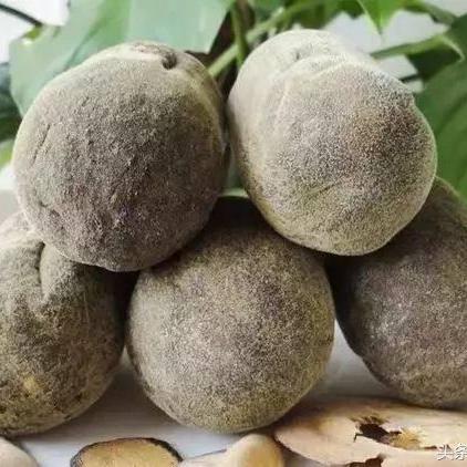 中国最新优质柑橘品种介绍