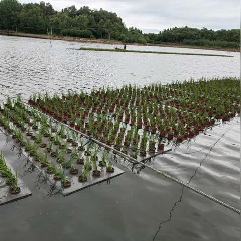 罗江三渔水库最新进展消息