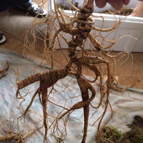 野山参最新价格趋势分析（2025年预测）