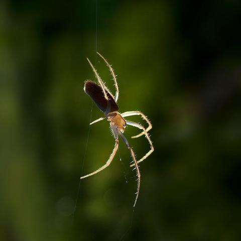 苹果最新手机，技术与设计的完美结合