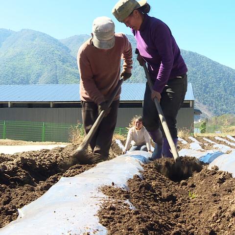 最新地膜土豆种植技术解析