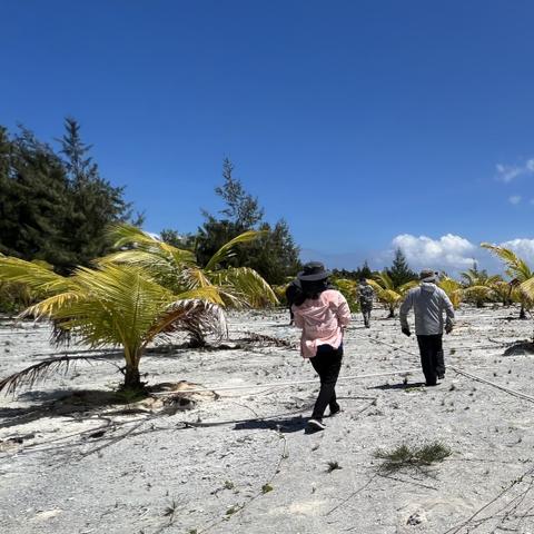 永暑岛绿化新突破，绿色革命成果揭秘