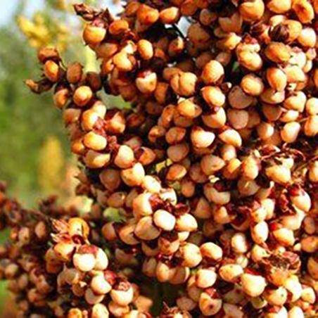 酿哥酿酒器，革新技术，引领行业新潮流