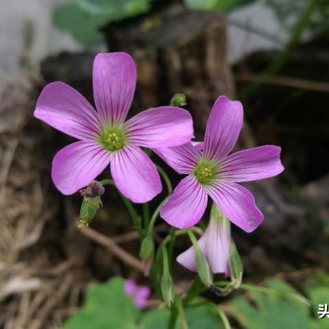 雨荷水岸最新动态全面解析