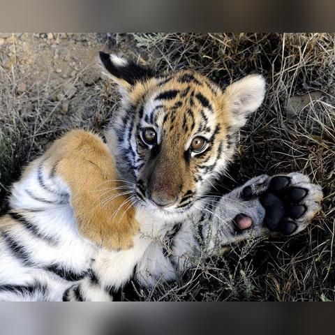 MCMC22最新探索地址，前沿科技的新领地