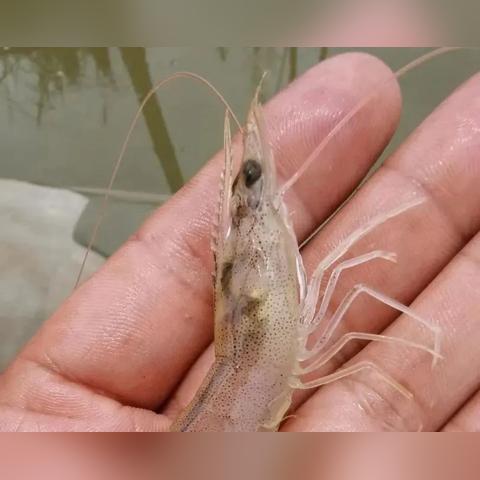 南美白对虾塘口价最新走势分析